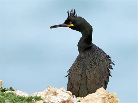 歐洲蜈蚣|European shag